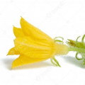 Cucumber Flower